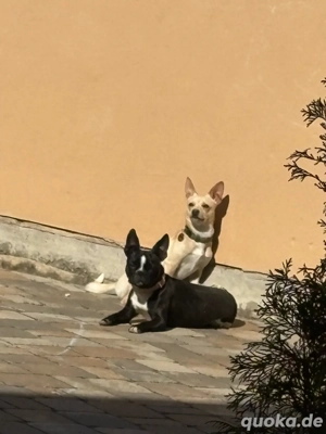 hundebetreuung gesucht 