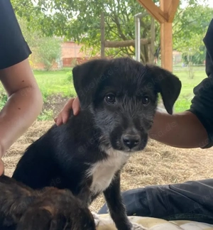 Joshi auf PS in 01705 Freital