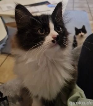 Maine Coon Prinzessin 