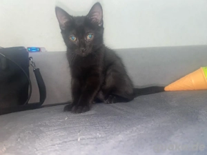 kätzchen 24.05.2025