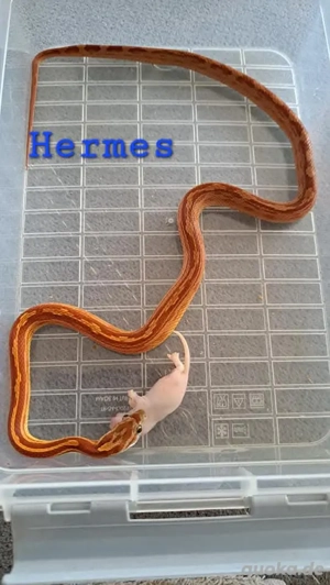 Kornnatter Männchen