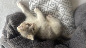 BKH Kitten suchen ein neues zu Hause