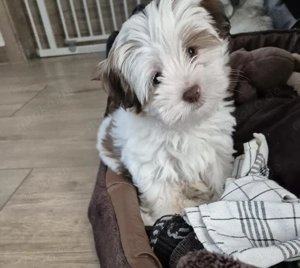 Yorkshire Terrier mini 