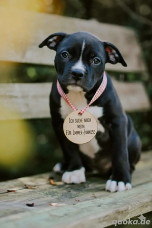 xl american bullys  Bild 2