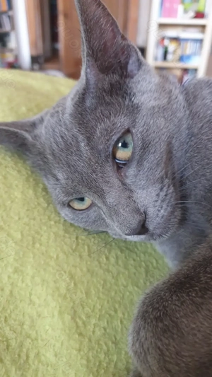 Reinrassige Russisch Blau