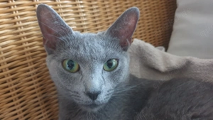 Katerchen Rusdisch Blau  sucht Liebe