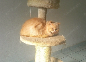 Wunderhübscher Perser- BLH Kater mit Bernsteinfarbenden Augen, super süß und kuschelig!  Bild 2