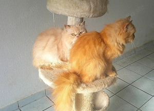 Wunderhübscher Perser- BLH Kater mit Bernsteinfarbenden Augen, super süß und kuschelig!  Bild 3