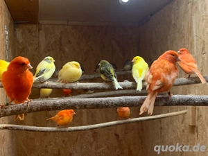 Kanarien, Wellensittiche , Nymphensittiche Schwarzköpfchen Rosenköpfchen abzugeben. Bild 5