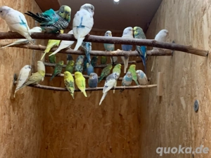 Kanarien, Wellensittiche , Nymphensittiche Schwarzköpfchen Rosenköpfchen abzugeben. Bild 3
