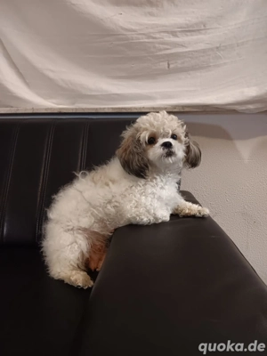 Malteser_Shih_Tzu_Mix_