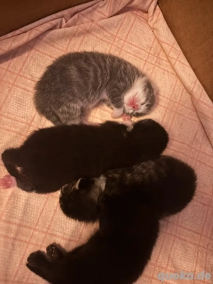 Kitten suchen zuhause  