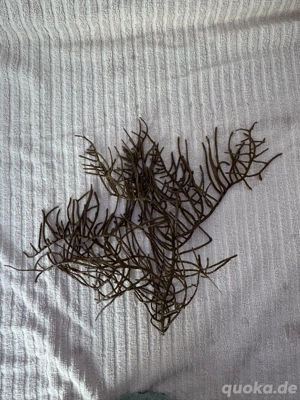 Pinnigorgia Sp. Korallenableger 