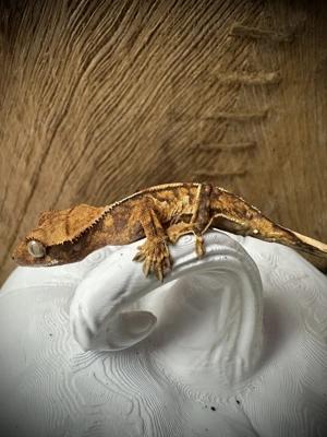 NZ 2026 Correlophus ciliatus  Rhacodactylus ciliatus verschiedene Farben und Morphen
