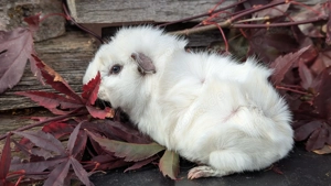 Meerschweinchen abzugeben Rosetten crested und US teddy  Bild 2