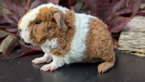 Meerschweinchen abzugeben Rosetten crested und US teddy  Bild 4