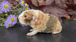 Meerschweinchen abzugeben Rosetten crested und US teddy 