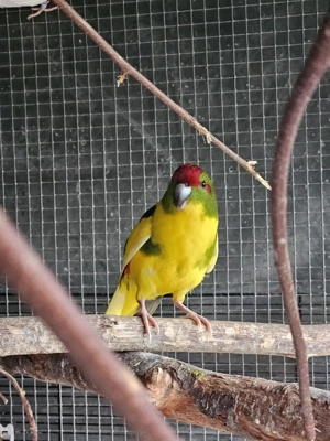 Junger zigensittich Hahn 