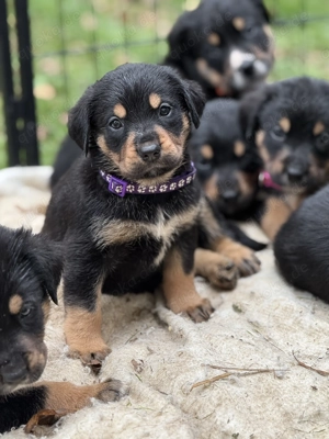 Großer Schweizer Sennen Welpe 