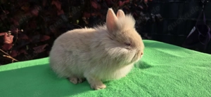 2 tolle Löwenzwerge in lutino demnächst abzugeben