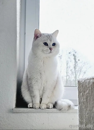 BKH Deckkater mit Stammbaum 