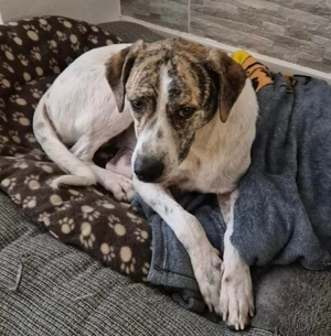 Axel wünscht sich endlich ein Für immer Zuhause 