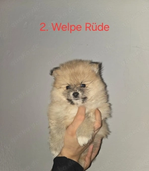Pomerain Welpen anzugeben 