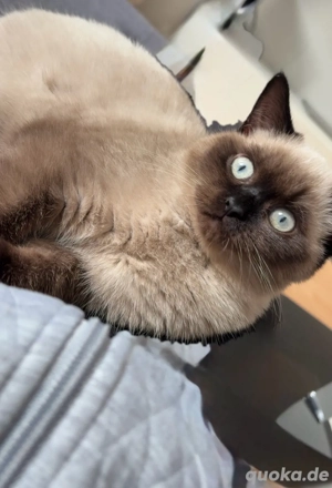 Süßes Kätzchen sucht liebevolles Zuhause