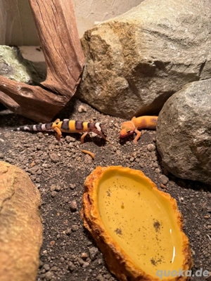 Biete Leopard Geckos aus 2025 zum Verkauf an