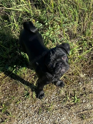 Black is Beautiful- Der moderne Mops-Junge NEWTON