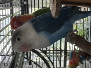 Unzertrennliche (Agaporniden) abzugeben   je 25  