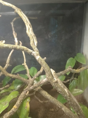 eurydactylodes occidentalis, 2.0., Chamäleongecko