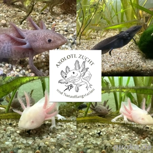Melanoide Axolotl Jungtiere , Tierversand möglich