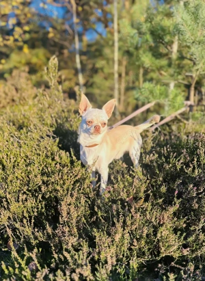 Hund Chihuahua FCI