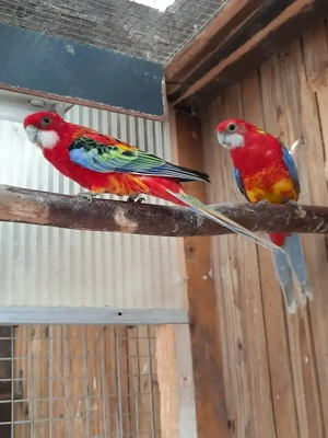 Rosellasittiche  Prachtrosellas spalt goldengold