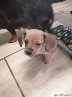 Dackel chihuahua mix 