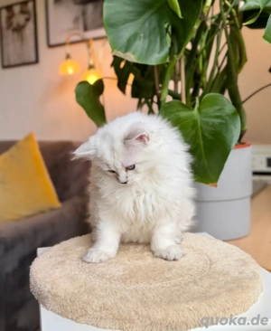 BLH hübsches männliches Kätzchen. Bild 4