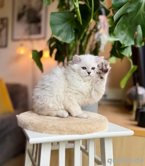 BLH hübsches männliches Kätzchen. Bild 2