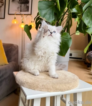 BLH hübsches männliches Kätzchen. Bild 3