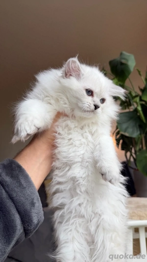 BLH hübsches männliches Kätzchen. Bild 5