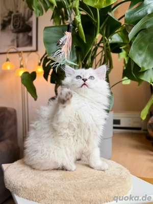 BLH hübsches männliches Kätzchen. Bild 9