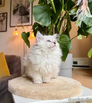 BLH hübsches männliches Kätzchen. Bild 8