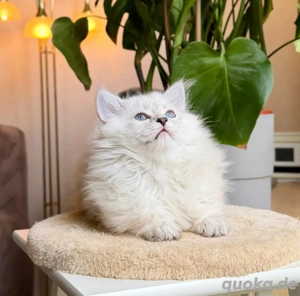 BLH hübsches männliches Kätzchen. Bild 1