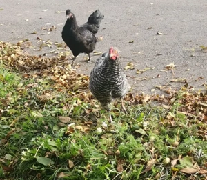 Bezaubernde Mix Hähne und Hennen in Traumfarben