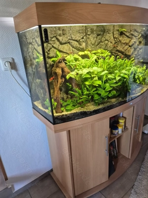 Ein tolles Aquarium von der Firma Juwel