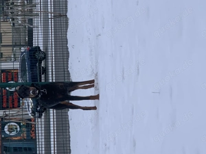 Wunderschöne Dobermann-Hündin sucht erfahrenes Zuhause 