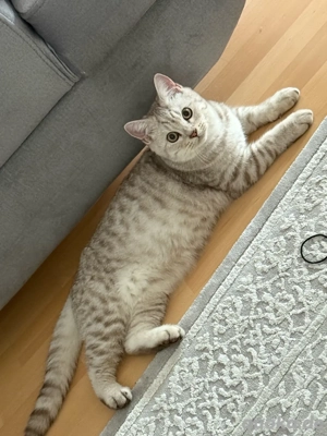 BKH kitten männlich