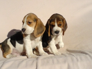Beagle Welpen tricolor