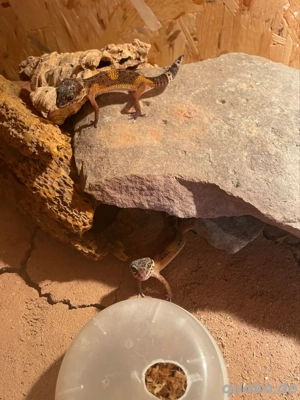 3 Leopardgecko bn mix weibchen