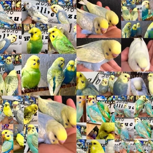 Junge Rainbow's HANDZAHME Wellensittiche